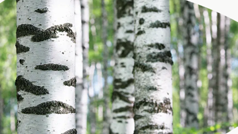 The image depicts a serene forest scene with a dense canopy of tall, closely spaced pine trees, their trunks displaying the characteristic white bark.

AI-generated content may be incorrect.